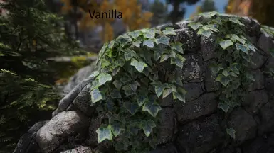 Vanilla