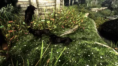 Dogs of Skyrim