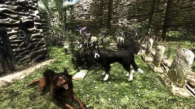 Dogs of Skyrim