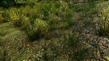 Unique Grass no ENB with Vanilla Lighting and small saturation boost - image by SparrowPrince