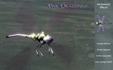 Pink Dragonfly