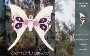 Spotted Lacerasus