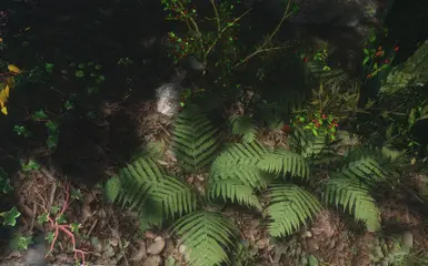 whiterun ground ferns