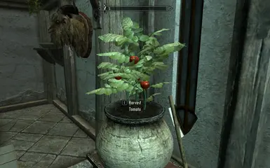 Tomato Plant