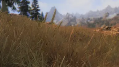 Whiterun Grass