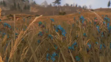 Whiterun Wildflowers