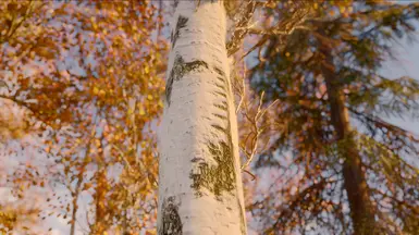 Aspen bark