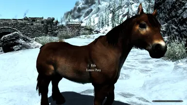 Immersive Horses