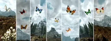 New Butterflies