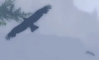 Flying Ravens