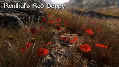 Red Poppy