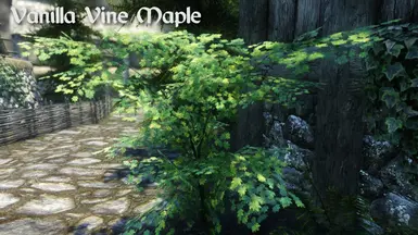 Vanilla Vine Maple