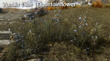 Vanilla Blue Mountainflower