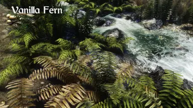 Vanilla Fern