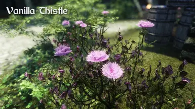 Vanilla Thistle