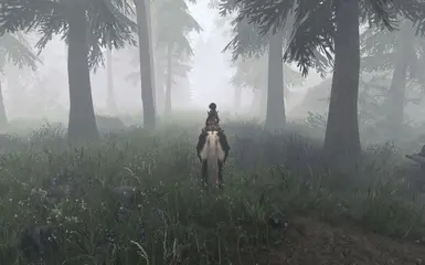 Fog daytime in forest
