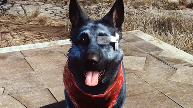 Dogmeat loves it