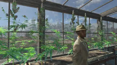 Cannabis Greenhouse