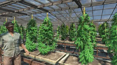 Cannabis Greenhouse