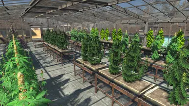 Cannabis Greenhouse