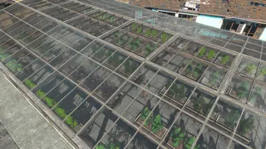 Cannabis Greenhouse