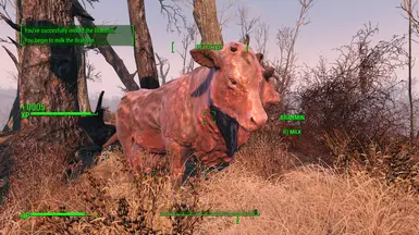 Milked Brahmin