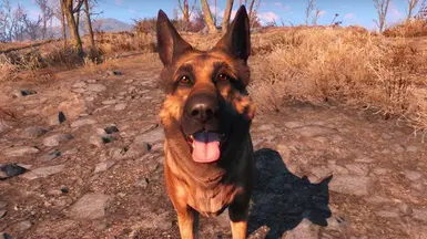 Fallout 4 Dogmeat