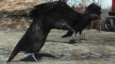 Crows Inworld