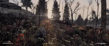 Sunrise at Tenpines (ELFX, NAC X Legacy, VELDT, Boston Natural Surroundings)