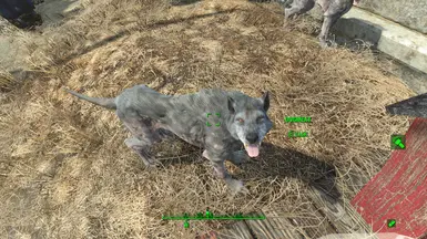 Dogmeat wearing Gray Wolf Costume