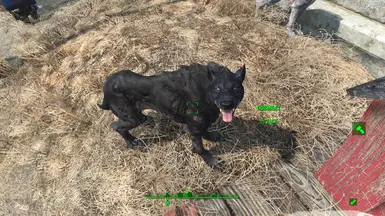 Dogmeat wearing Black