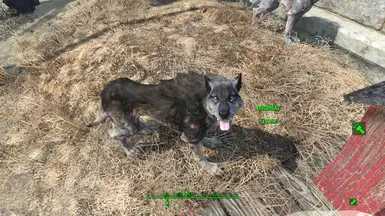 Craftable dogmeat costume - Far Harbor