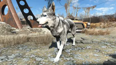 husky1