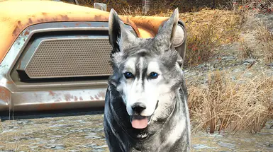 husky3 800