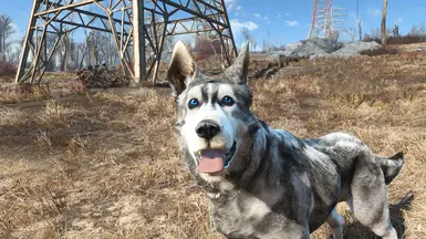 husky5