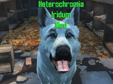 Heterochromia iridum Mod