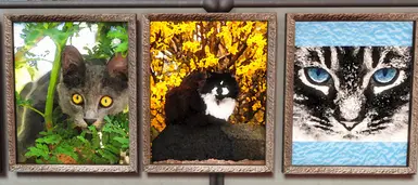 Public Domain Cat Gallery 2