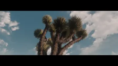 Joshua Tree in the badlands - they're so hot right now.