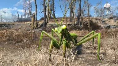 Mojave Mantises