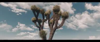 My favorite Joshua Tree east of Malden