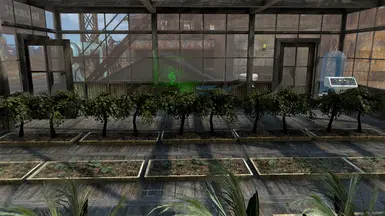 Inside the greenhouse. I never knew you could do that with mutfruit.