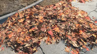 Leaf Piles