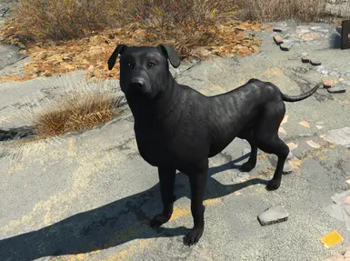 black lab 1