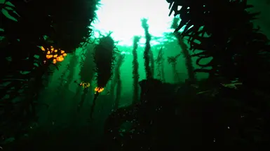 KELP FOREST