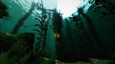 COMPARISON: KELP FOREST 1