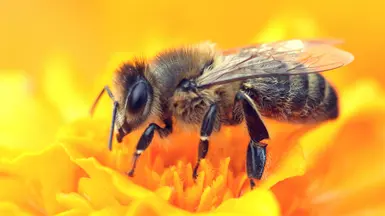 A coot bee. Can be found as a picture frame in the save.