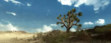 Joshua Tree