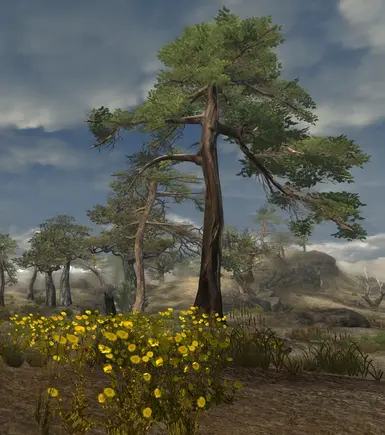 desert sunflowers in v2dot8