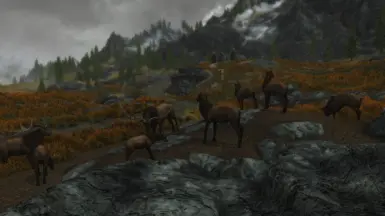 Herd of Elk
