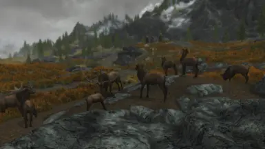 Herd of Elk